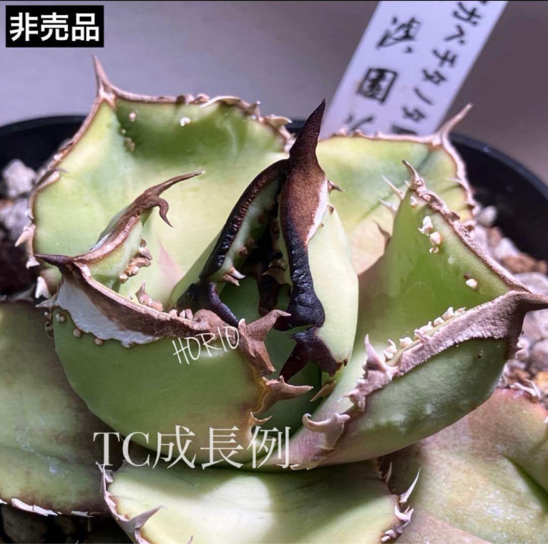 速達【鉢ごと発送】ぶつぶつ　アガべ　チタノタ　鰐亀　ワニガメ　TC