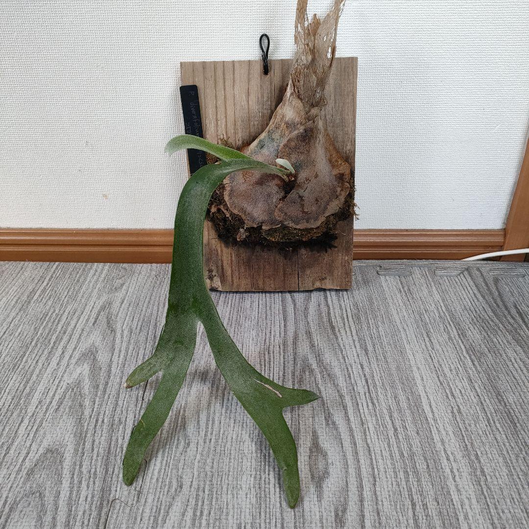 タグ付き ビカクシダ 村長の直売所