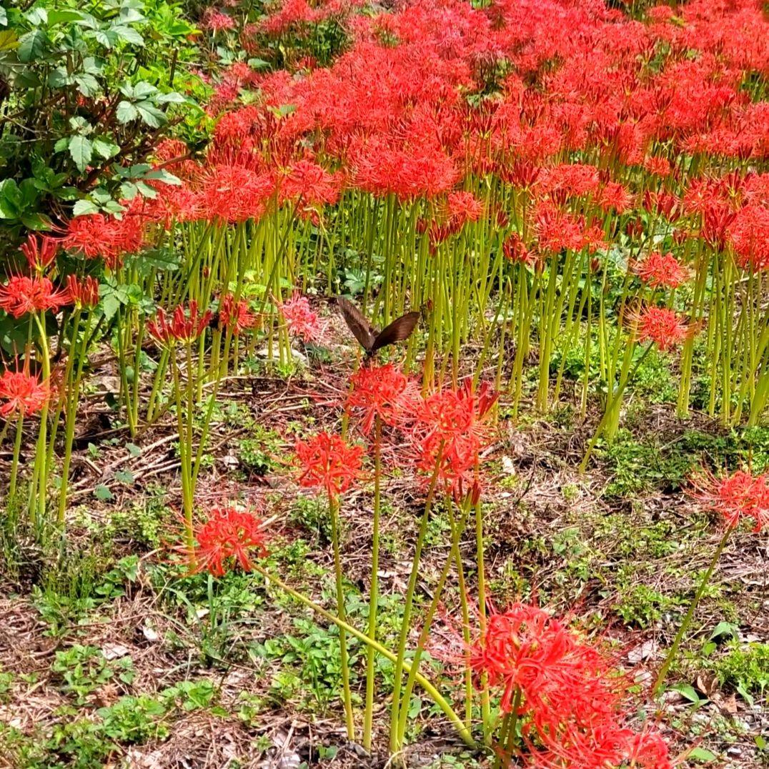 はちさん用【数量限定】彼岸花球根