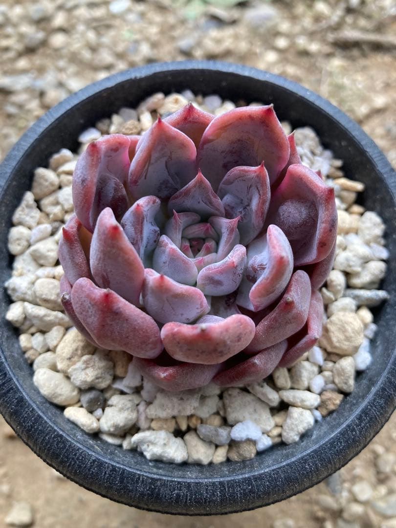 多肉植物　エケベリア　Segovia セゴビアドロップ　コブ　赤紫極上苗