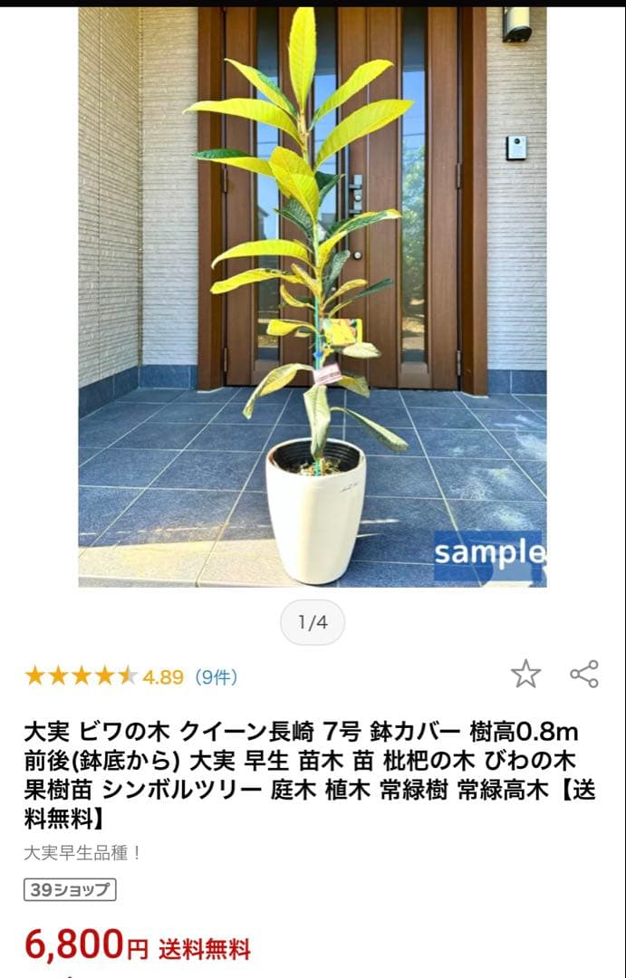 ③枇杷の木 枇杷の苗木 びわの苗木 びわの木 ビワの木　葉　枇杷の葉　びわの葉