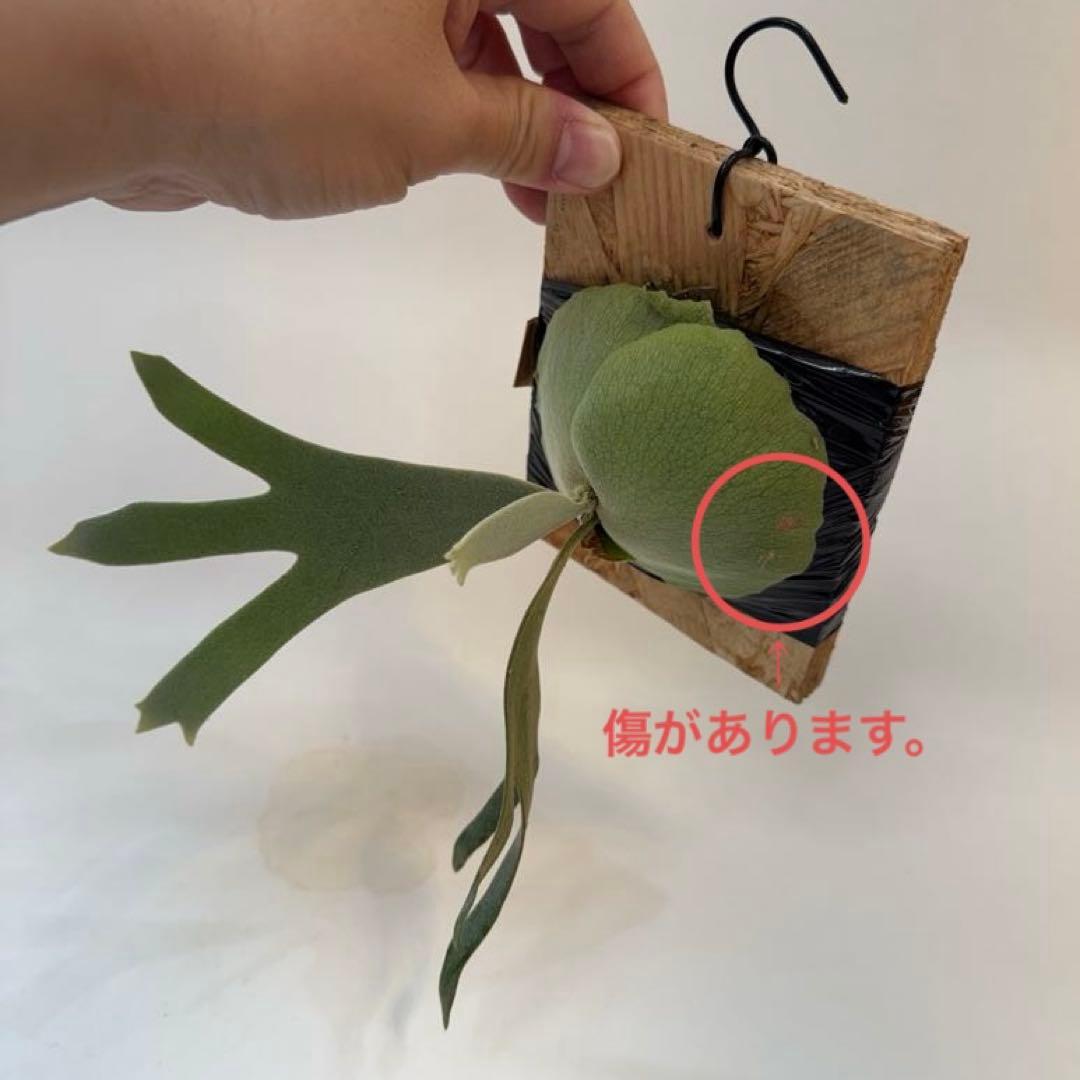 ◆ P.Willinckii ‘Jade Girl ’spore（J-020）