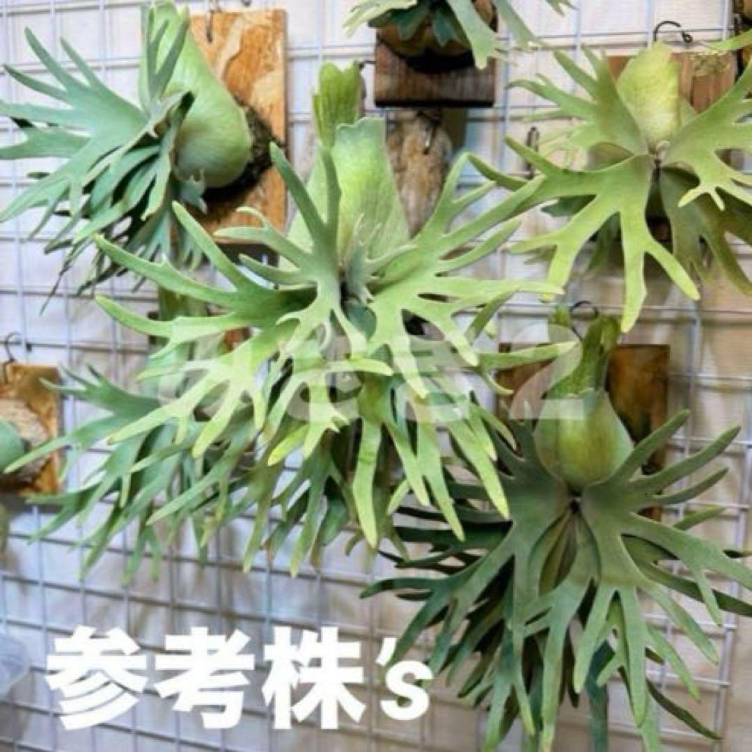 ◆ P.Willinckii ‘Jade Girl ’spore（J-020）