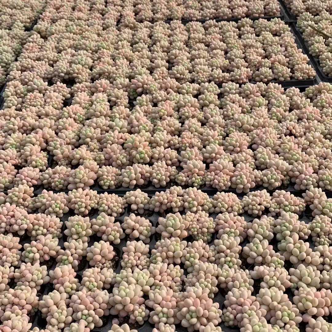 Top【選抜株】　多肉植物　25416ロココ　105個　プラグトレー苗
