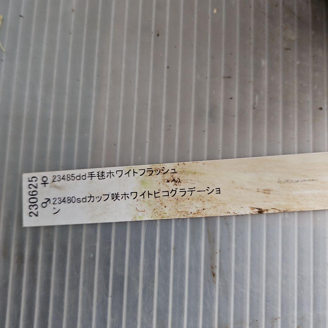 ㉖-618クリスマスローズ
