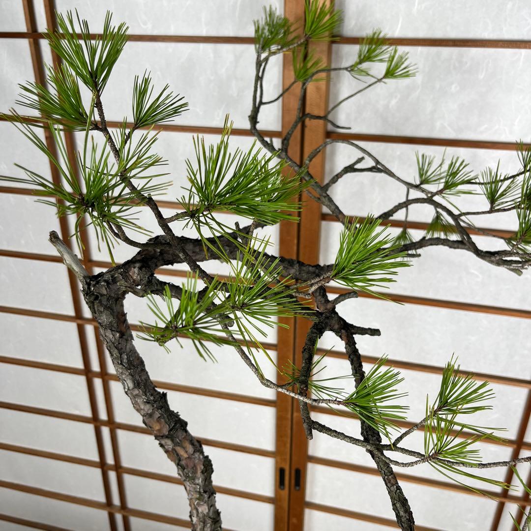 赤松(あかまつ) 盆栽 素材