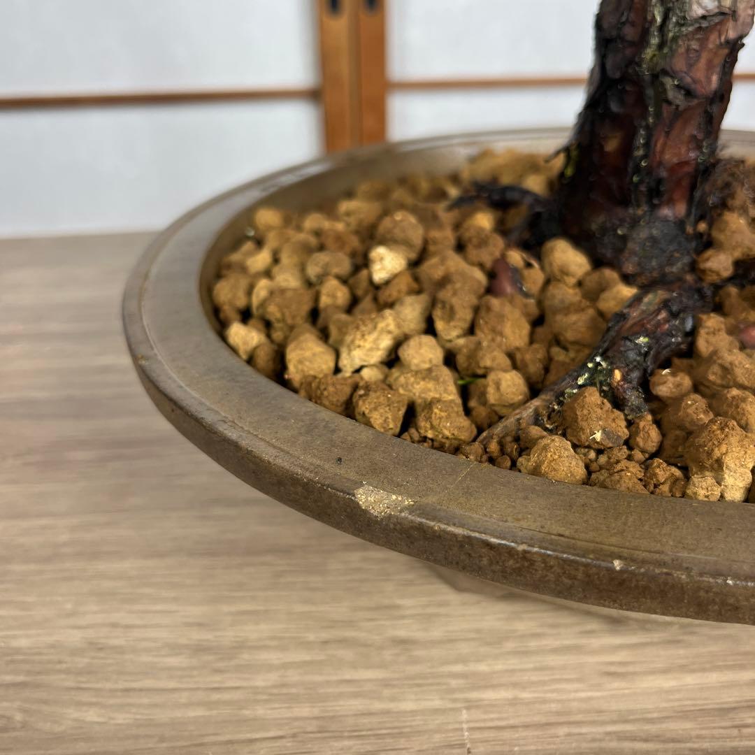 赤松(あかまつ) 盆栽 素材