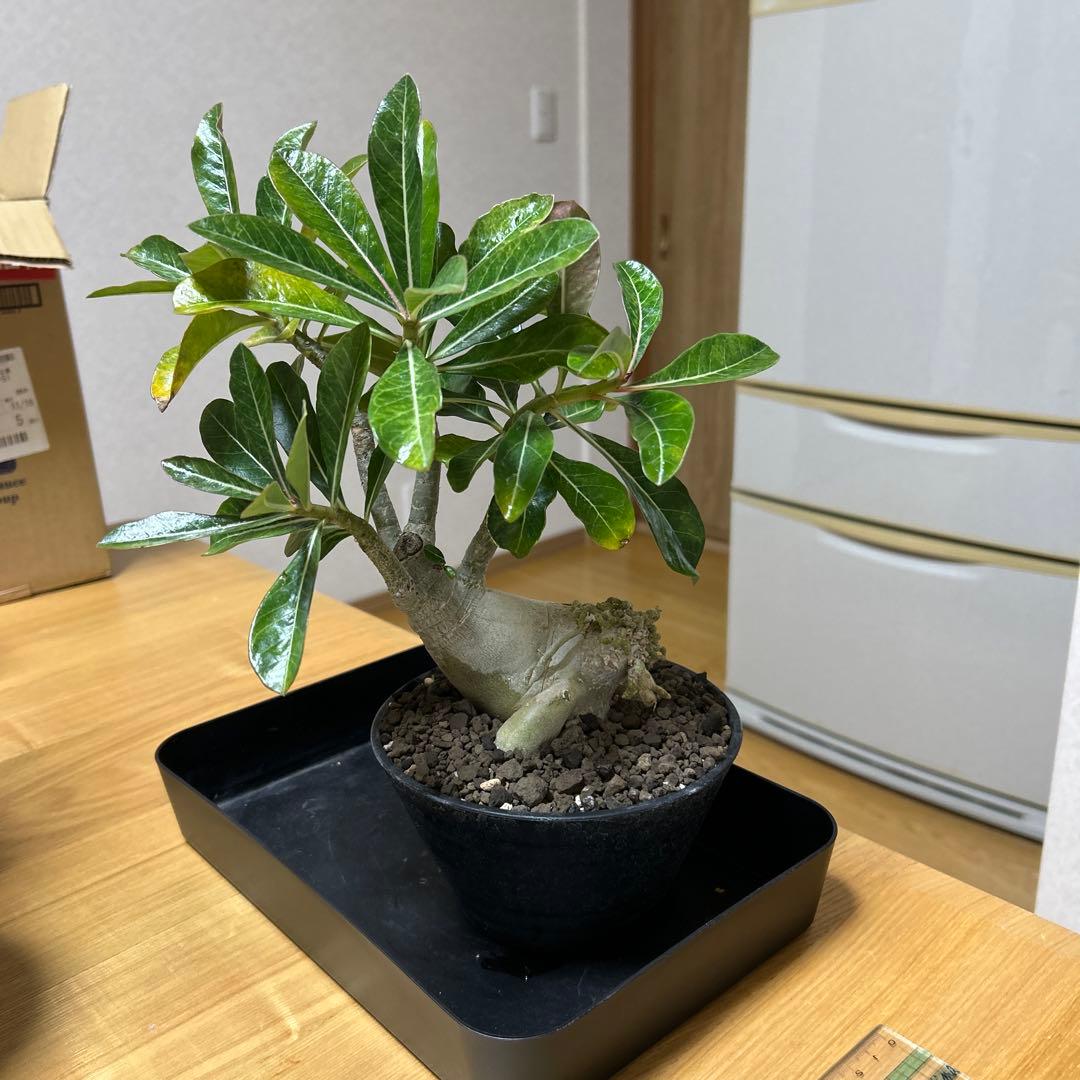 アデニウム オベスム　盆栽仕立て