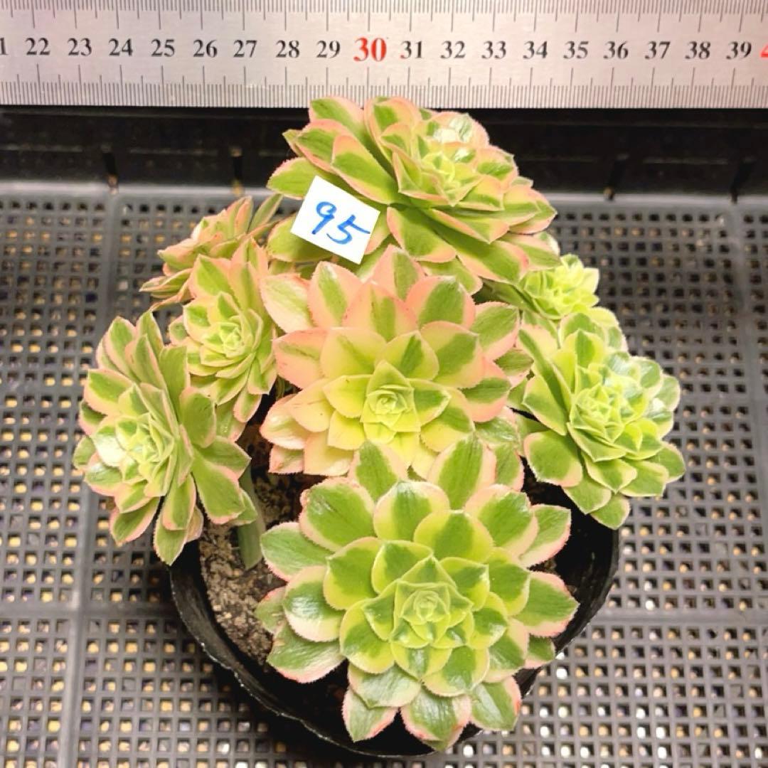 95#多肉植物アエオニウム錦❤️碧玉❤️8頭15cm 鉢土付き出荷