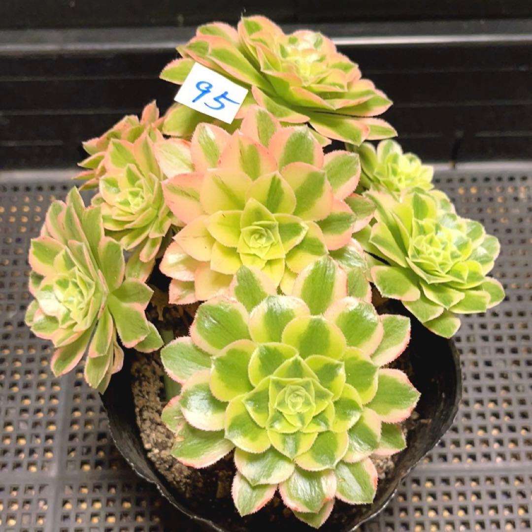 95#多肉植物アエオニウム錦❤️碧玉❤️8頭15cm 鉢土付き出荷