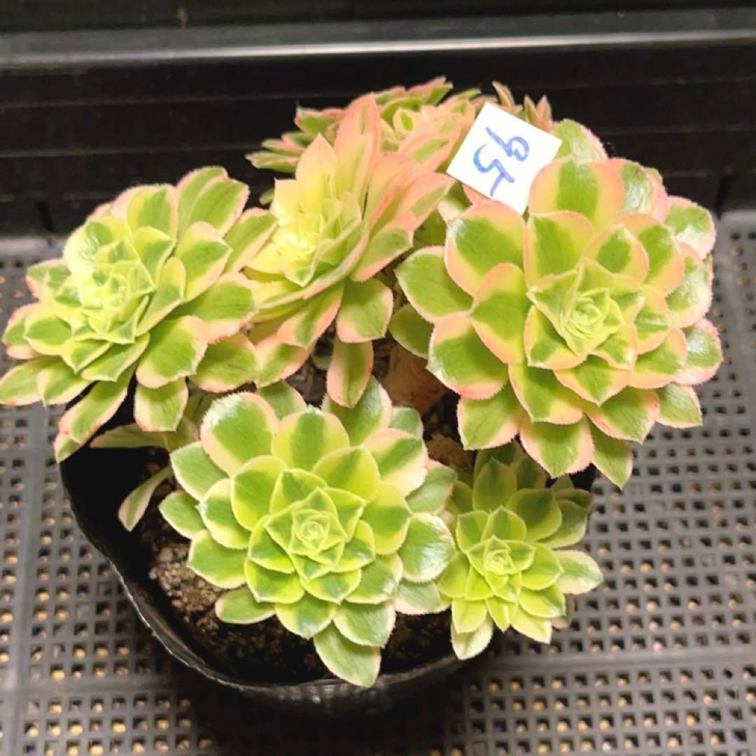 95#多肉植物アエオニウム錦❤️碧玉❤️8頭15cm 鉢土付き出荷