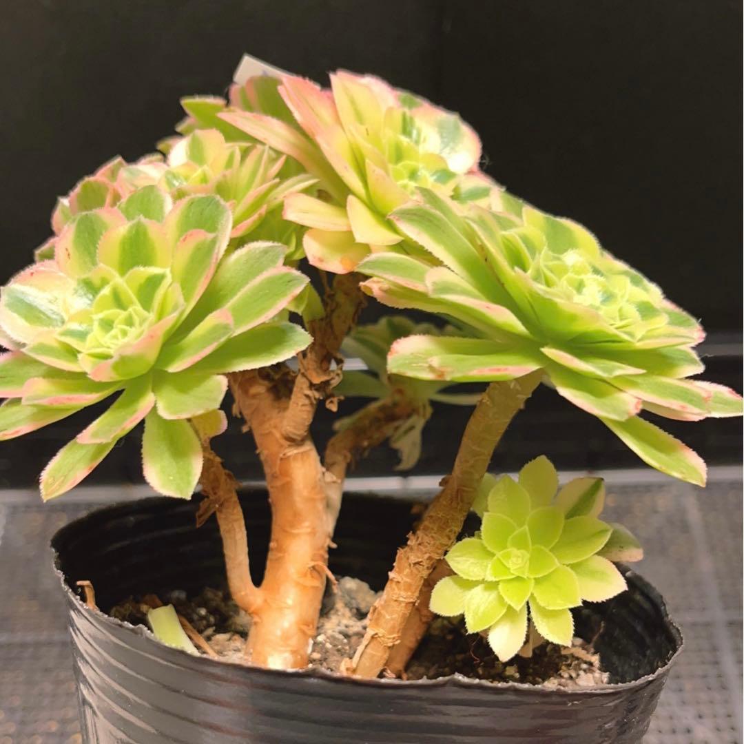 95#多肉植物アエオニウム錦❤️碧玉❤️8頭15cm 鉢土付き出荷