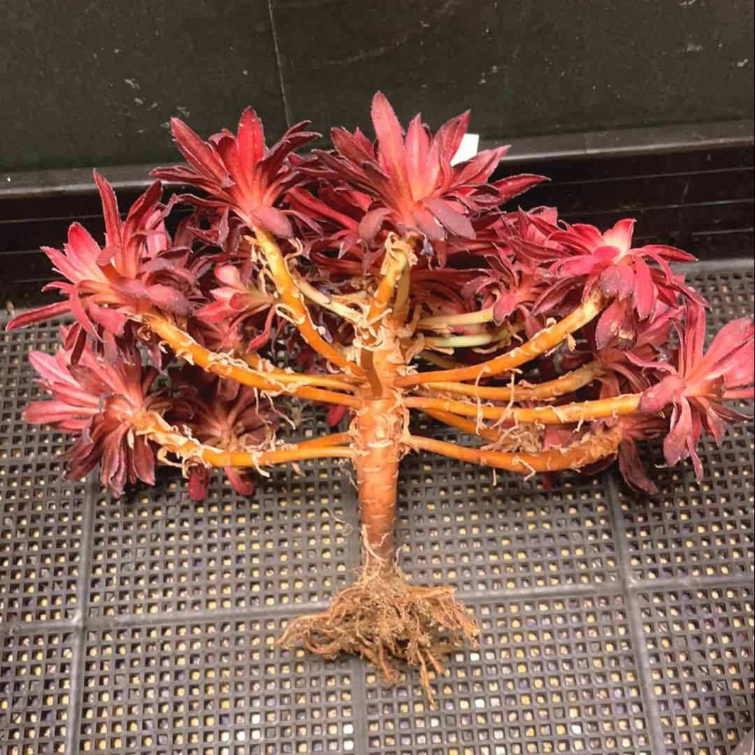 57#多肉植物❤️アエオニウム錦❤️朱雀錦❤️1大頭19小頭28cm拔き苗