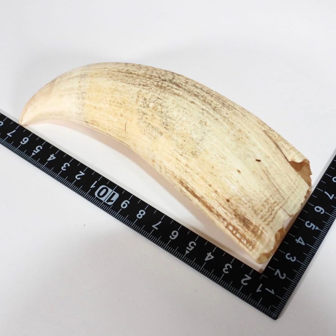天然素材 マッコウクジラ 歯 重約337g 根付 鯨歯 印材 置物