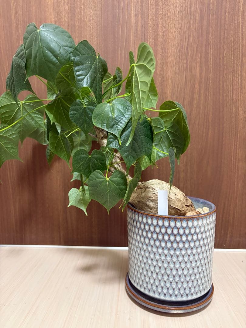 フィルミアナ コロラータ レア コーデックス 塊根植物 ハート型の葉