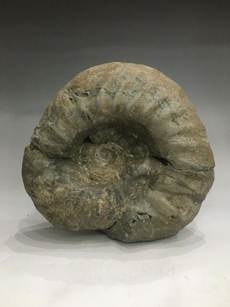 特大アンモナイト化石 約34cm 18.5kg モロッコ産 大型標本