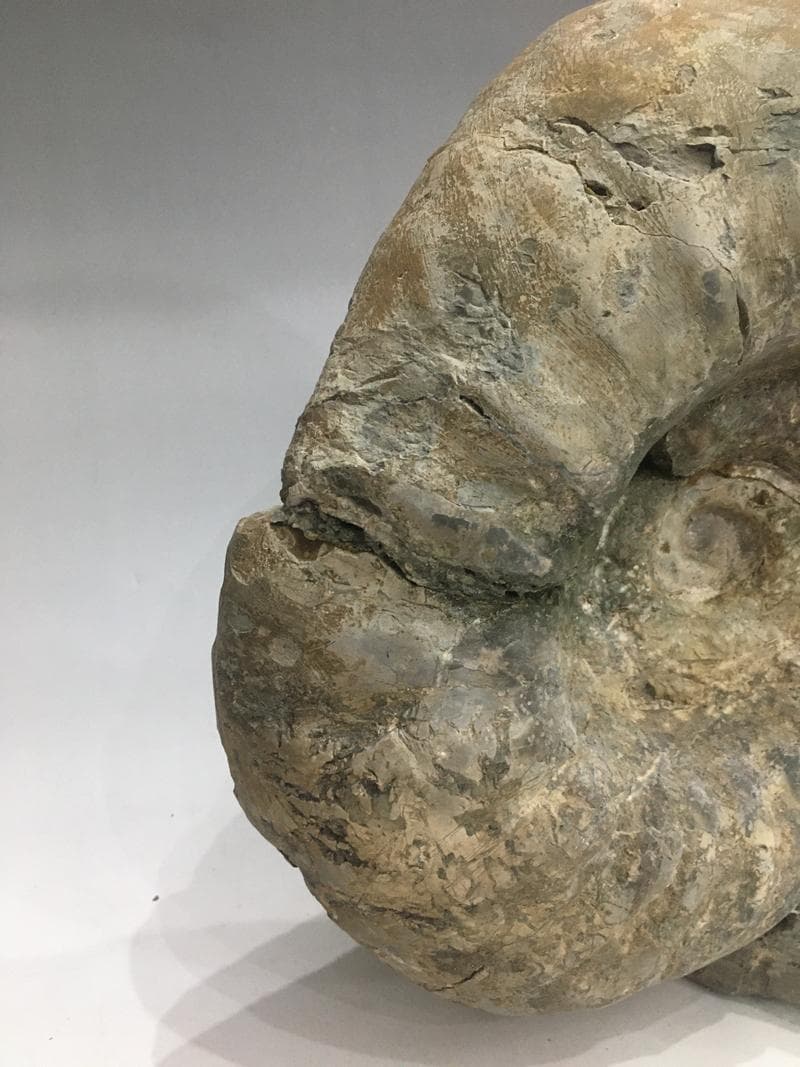 特大アンモナイト化石 約34cm 18.5kg モロッコ産 大型標本