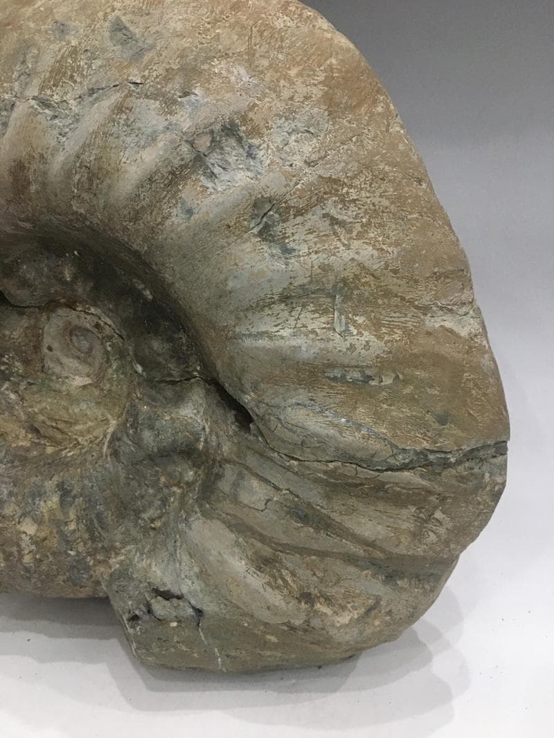 特大アンモナイト化石 約34cm 18.5kg モロッコ産 大型標本