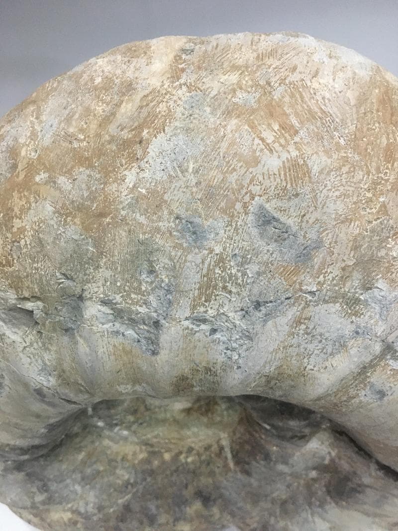 特大アンモナイト化石 約34cm 18.5kg モロッコ産 大型標本
