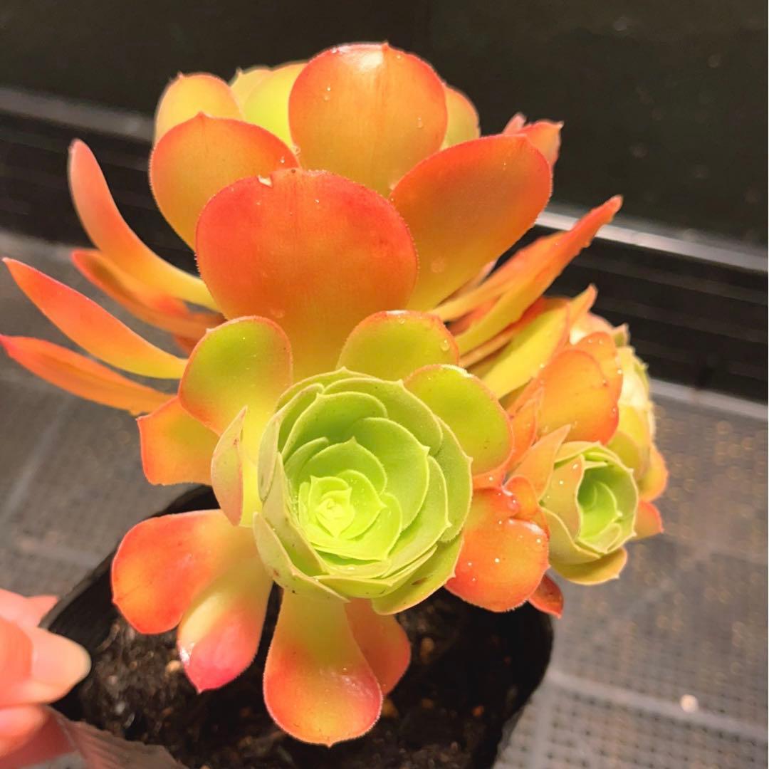 86#多肉植物アエオニウム❤️ サラダボール❤️1大頭4小頭14cm拔き苗