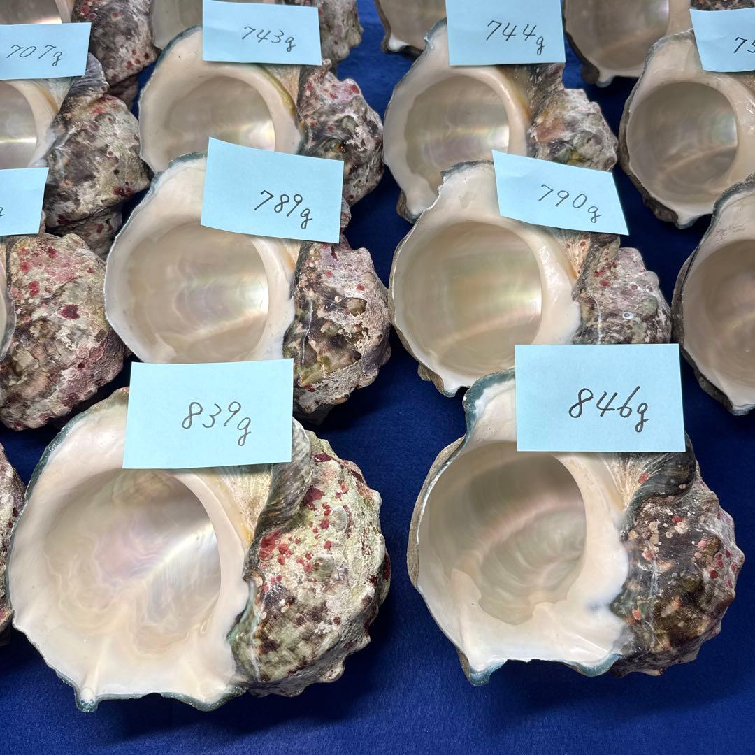 夜光貝　ヤコウ貝　まとめ売り　18個　13、2kg アクセサリー　ルアー