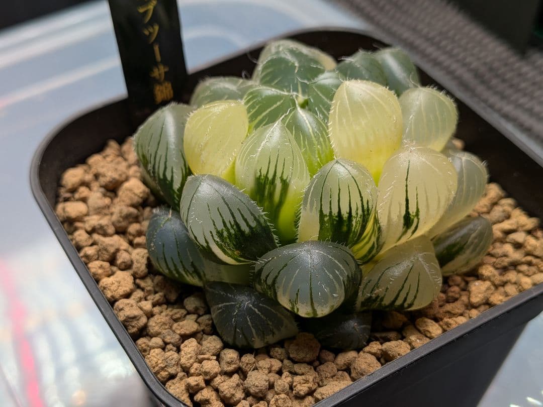 ハオルチア　白赤線オブツーサ錦　大株