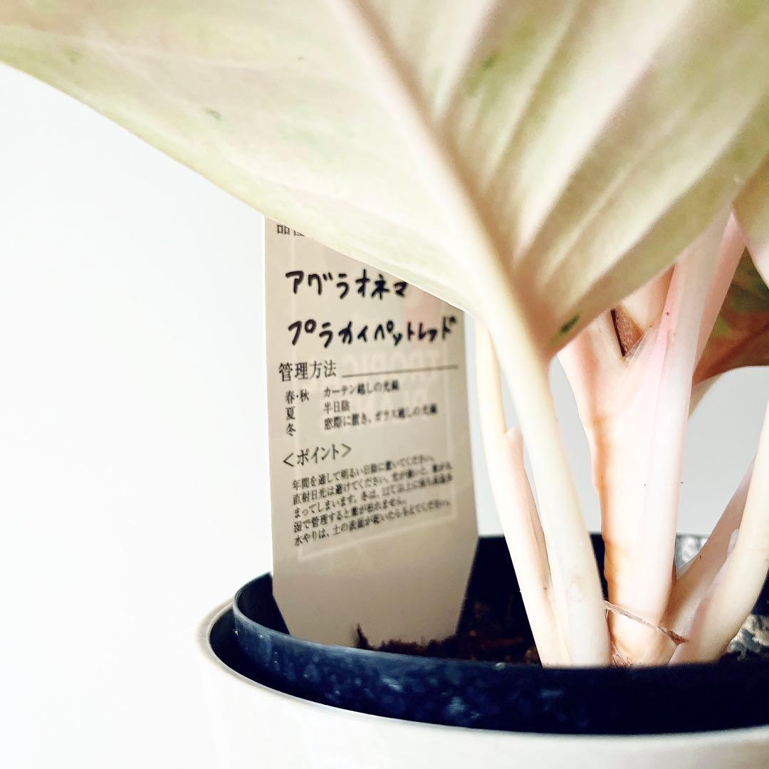 【希少】アグラオネマ プラカイペットレッド 観葉植物 室内