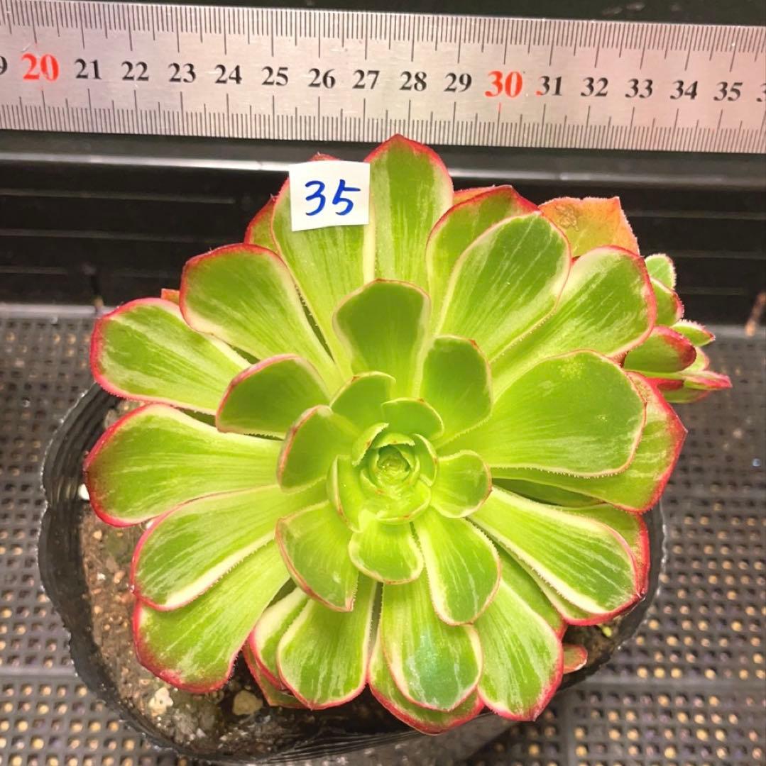 35#植物アエオニウム錦莲花座錦❤️ロータスホルダ錦❤️1大頭2小頭16cm拨き苗