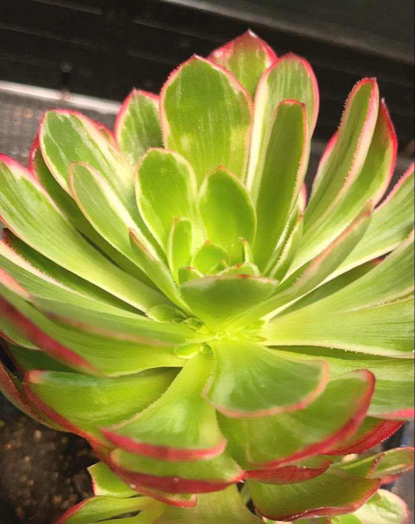 35#植物アエオニウム錦莲花座錦❤️ロータスホルダ錦❤️1大頭2小頭16cm拨き苗