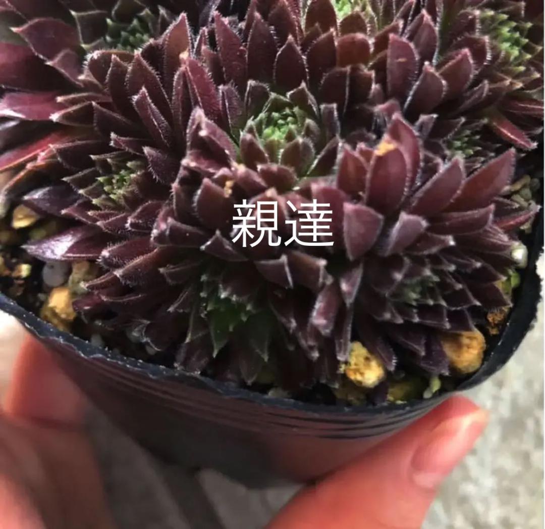 パシフィックレッドダイド 専用苗