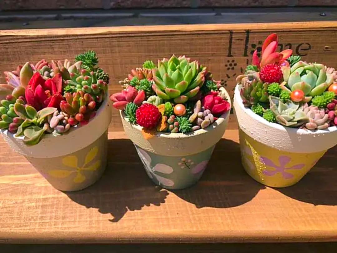 コメント専用です！多肉植物の寄せ植え◡̈⃝︎
