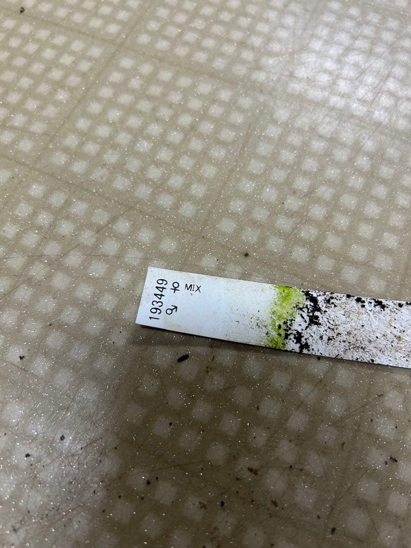 ??? 加藤農園 クリスマスローズ同梱可能