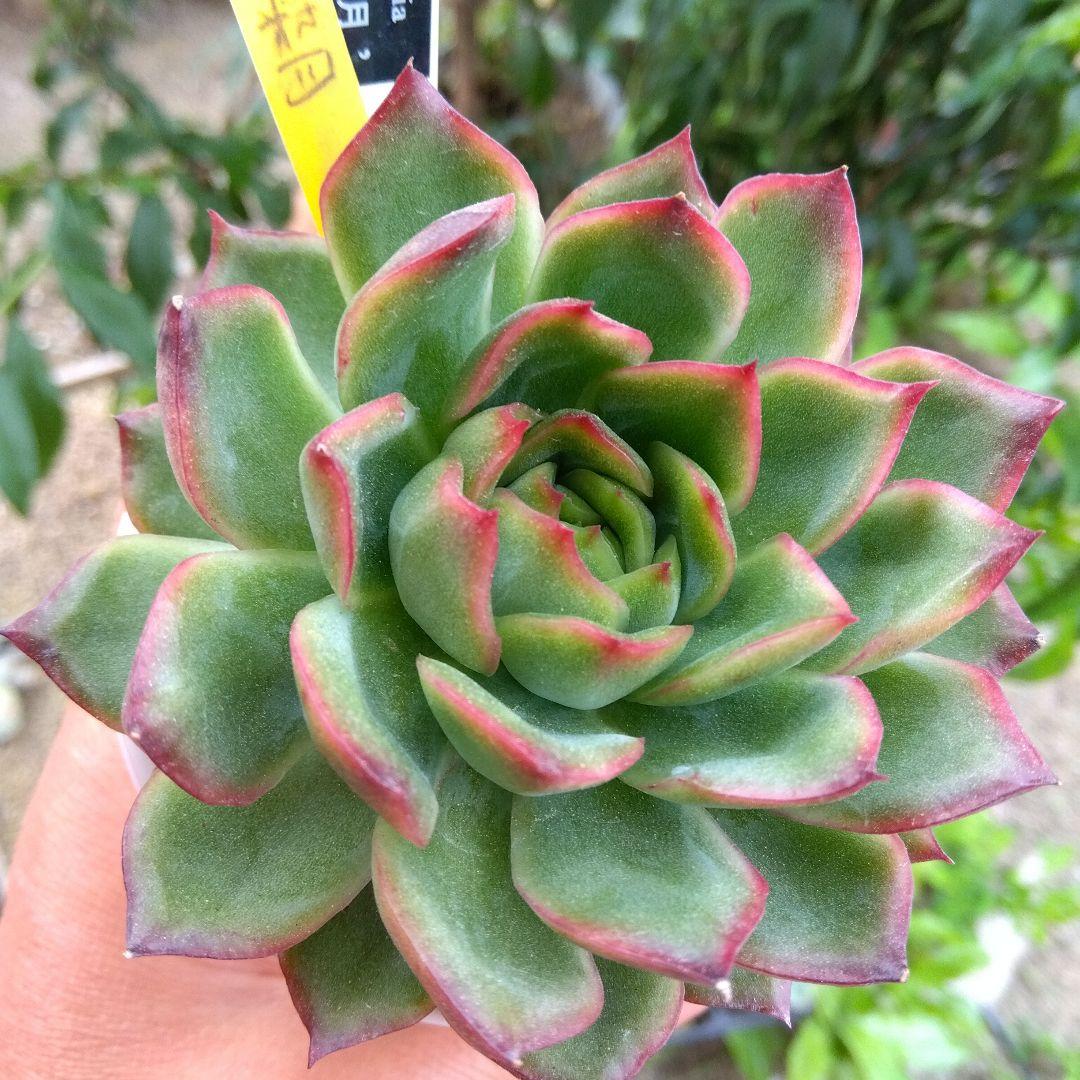 大株 優木園 熟成株 黒札付き デカベリア⭐️木染月⭐️ 抜き苗 多肉
