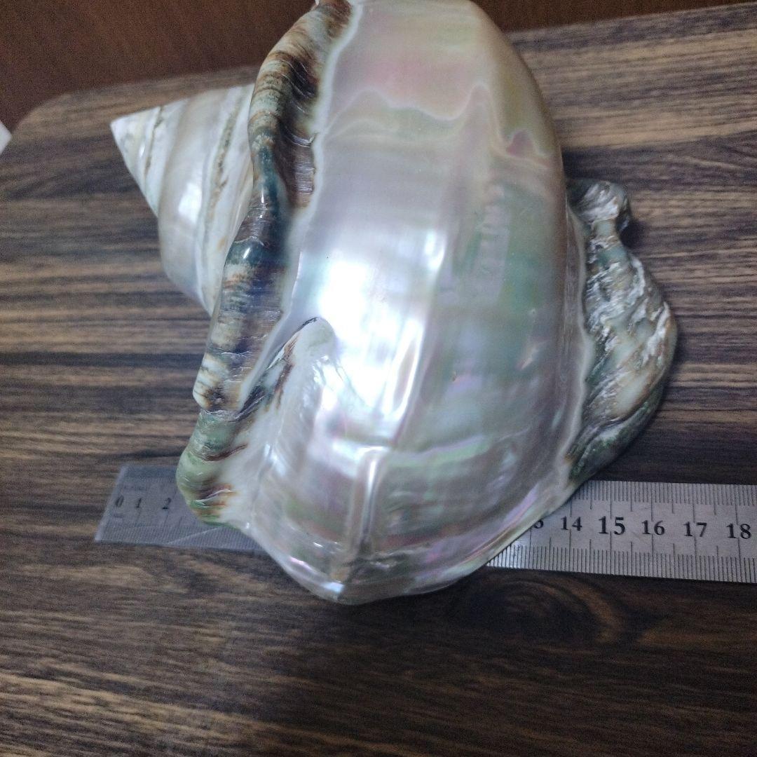 夜光貝　貝磨き　インテリア雑貨　オブジェ 特大