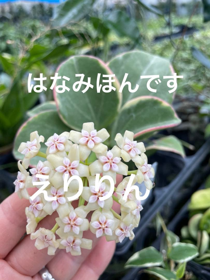 0218＊ホヤ＊ Hoya ＊パキクラダ　＊アルボマーギナータ＊ 花澤付き