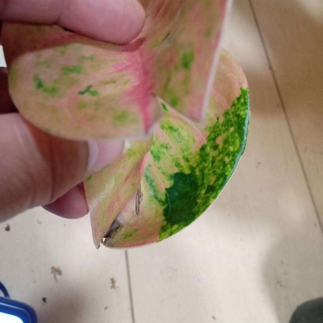 マロン　様　アグラオネマ　ピンク　エメラルド　ローズ　観葉植物