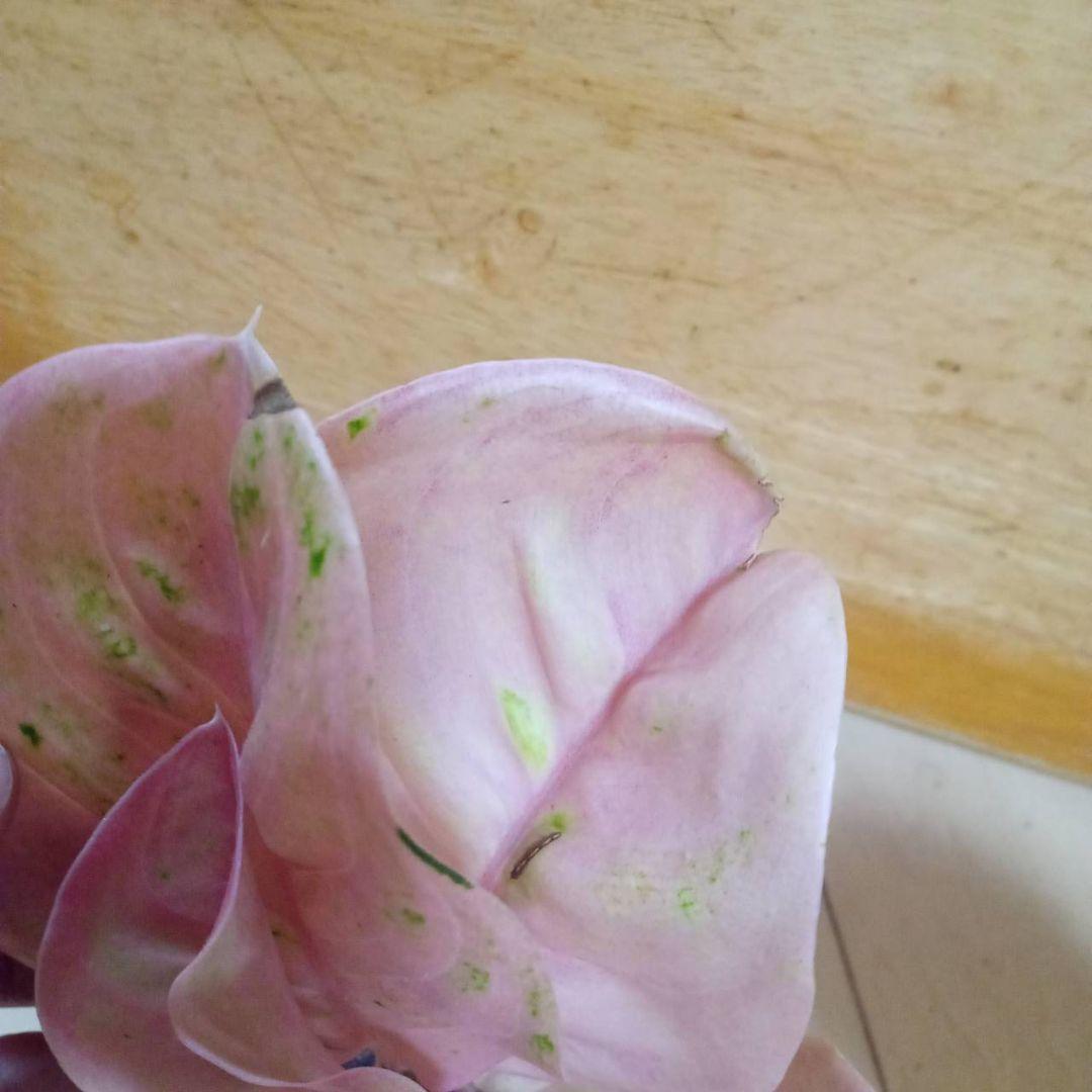マロン　様　アグラオネマ　ピンク　エメラルド　ローズ　観葉植物