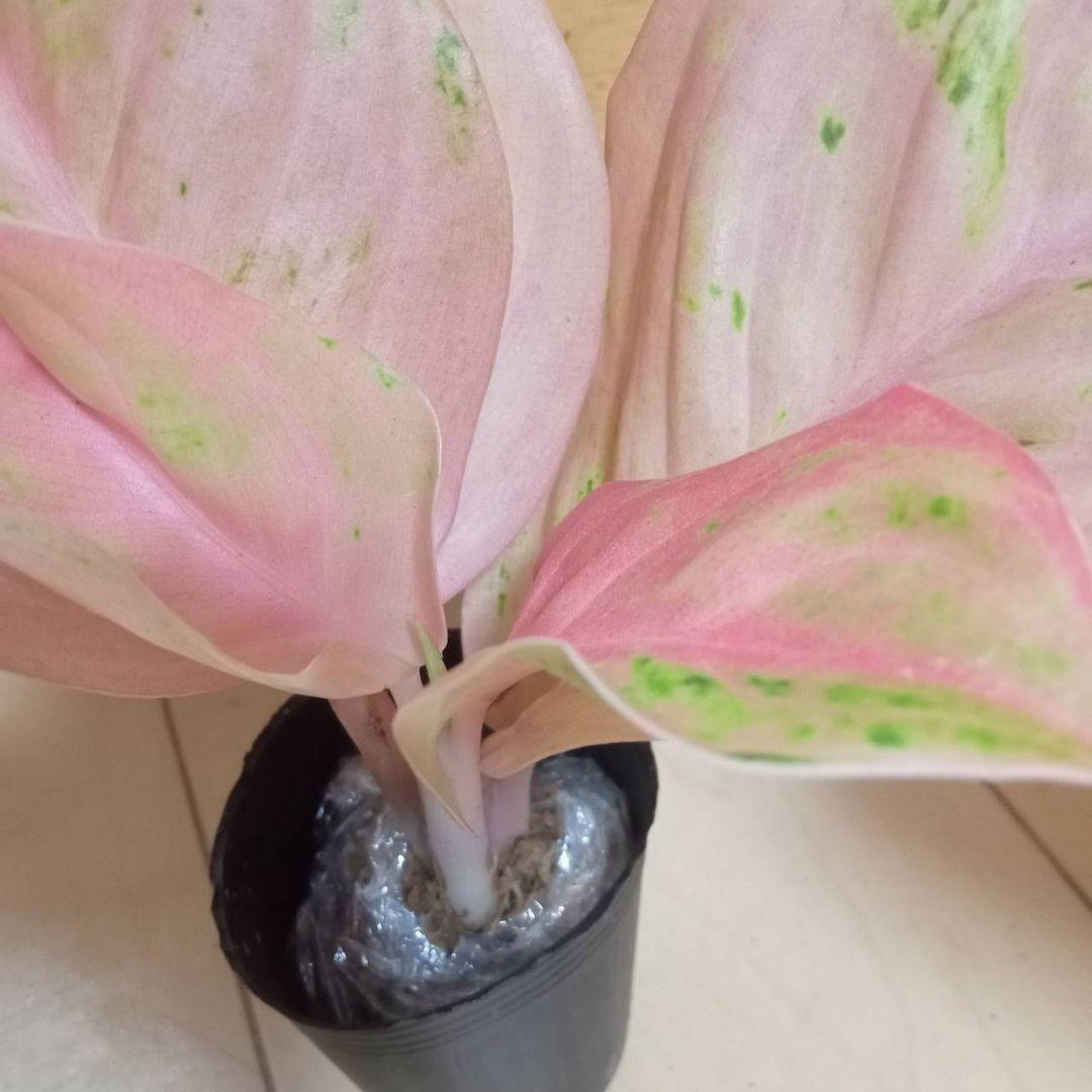 マロン　様　アグラオネマ　ピンク　エメラルド　ローズ　観葉植物