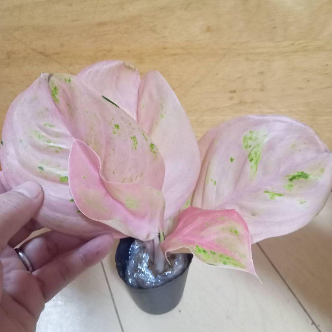 マロン　様　アグラオネマ　ピンク　エメラルド　ローズ　観葉植物