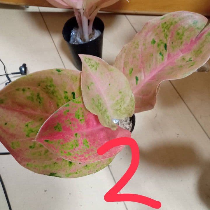 マロン　様　アグラオネマ　ピンク　エメラルド　ローズ　観葉植物