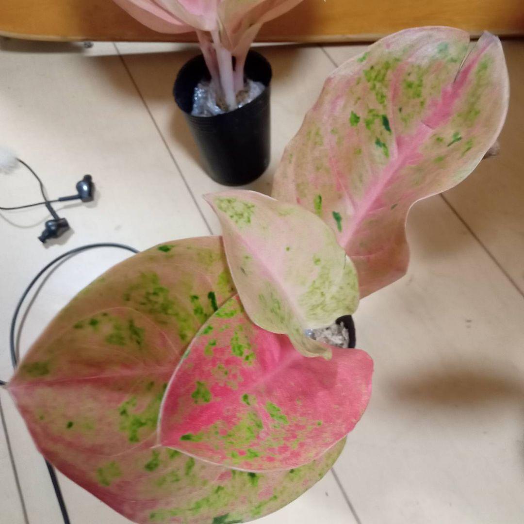 マロン　様　アグラオネマ　ピンク　エメラルド　ローズ　観葉植物