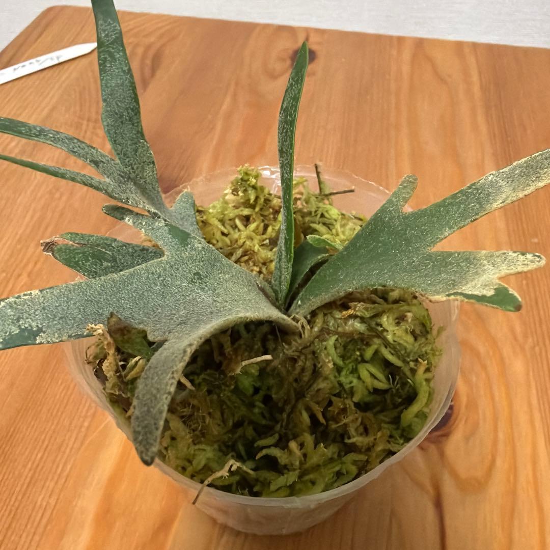 ＊P.willinckii Nano ビカクシダ Nano sp 3号＊