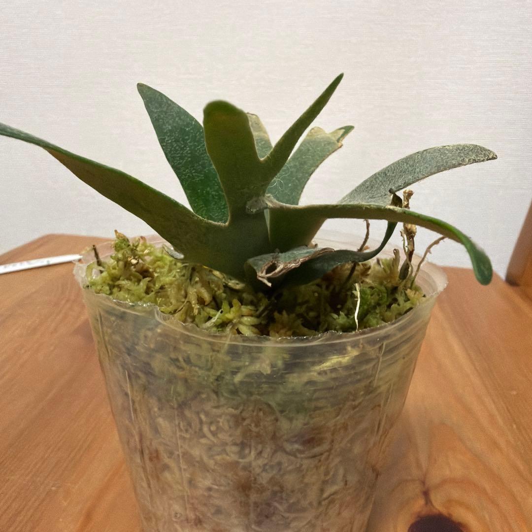 ＊P.willinckii Nano ビカクシダ Nano sp 3号＊