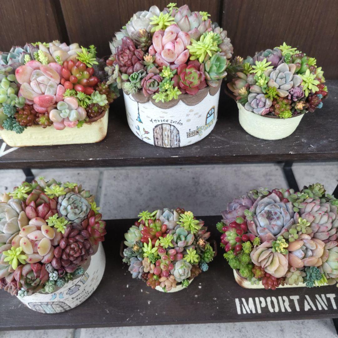 多肉植物 ♡そのまま飾れる寄せ植え♡6個セット♬*°