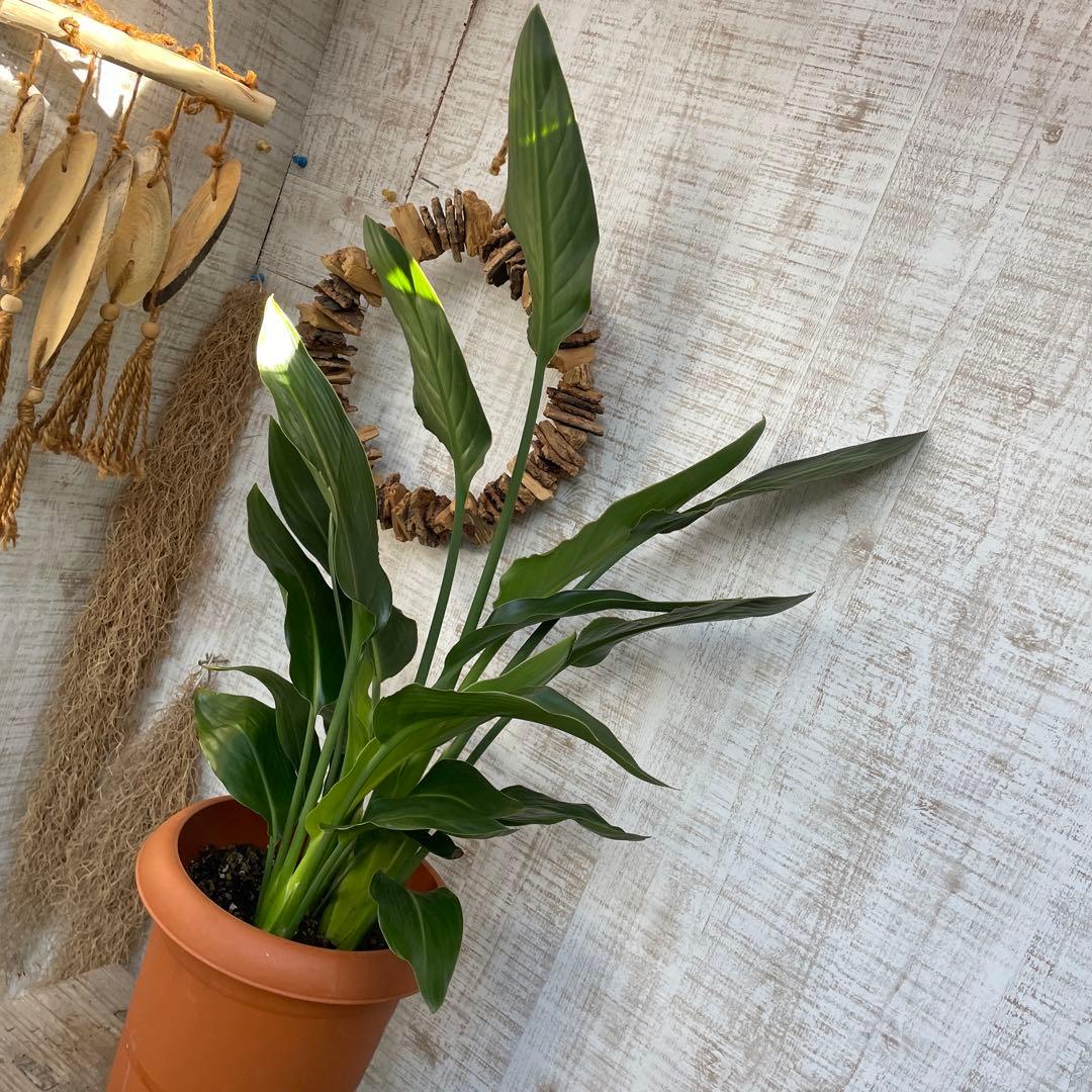 さちです♪3点セット！ベゴニア2鉢　ストレリチア　レギネ　極楽鳥花　苗