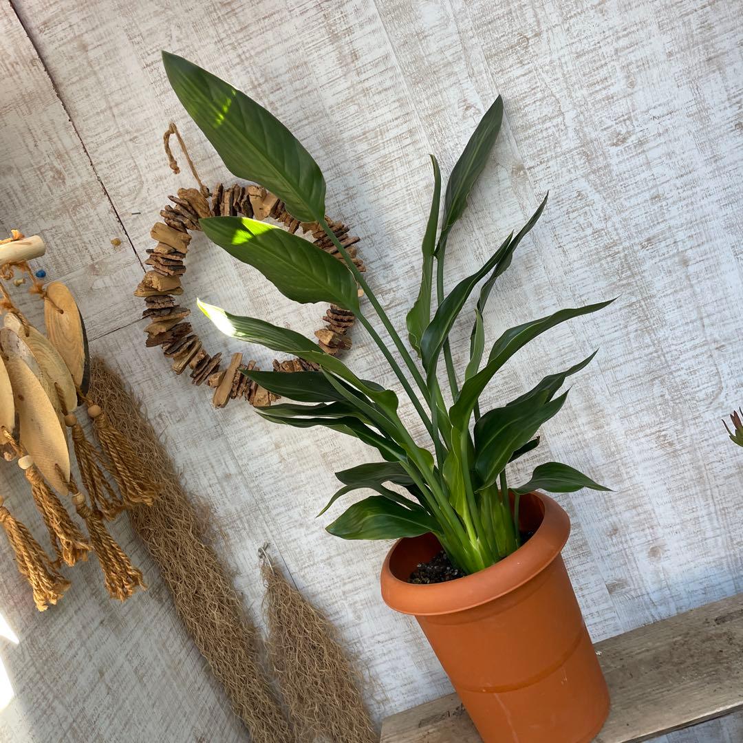 さちです♪3点セット！ベゴニア2鉢　ストレリチア　レギネ　極楽鳥花　苗