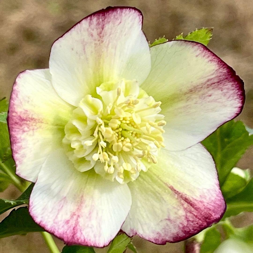 も*読様 3584☘️蕾花付き☘️ボリュームSD⭐️リップピコティー⭐️曽田園芸