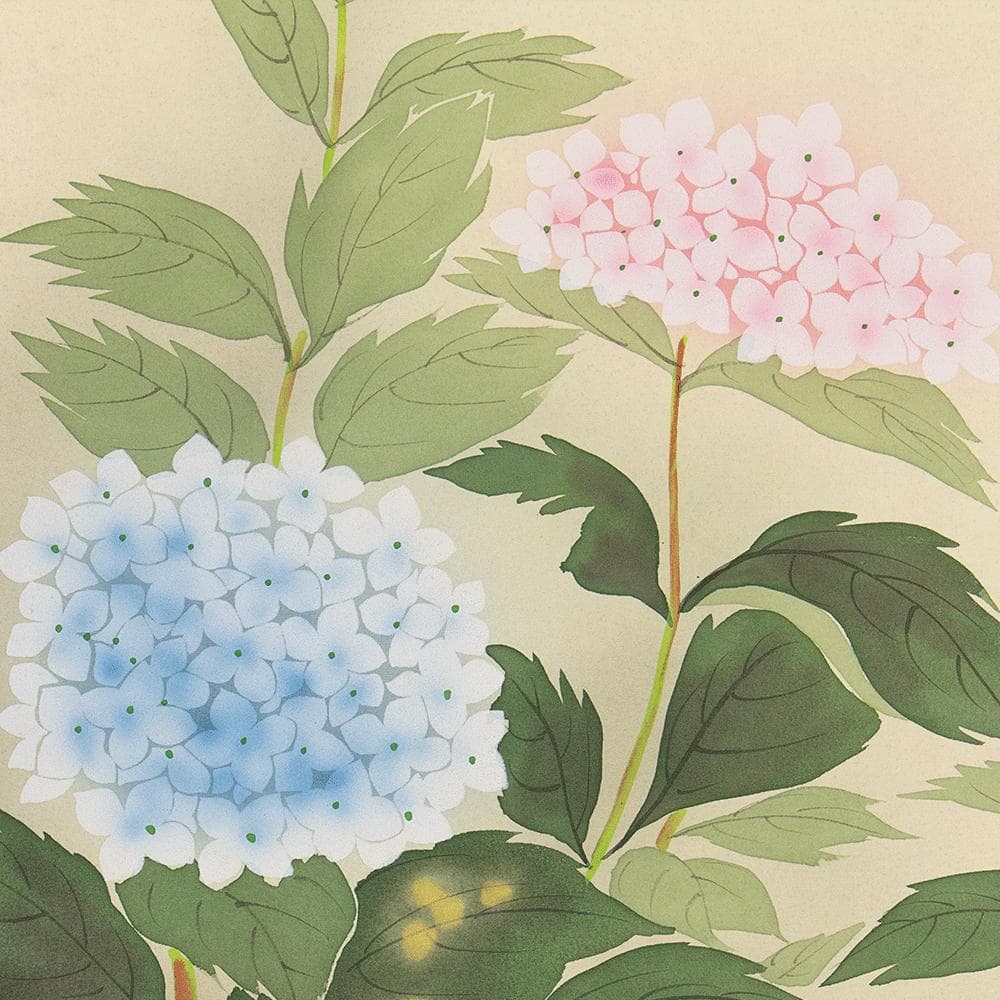 掛軸 日本画 山本錦緑「紫陽花」共箱