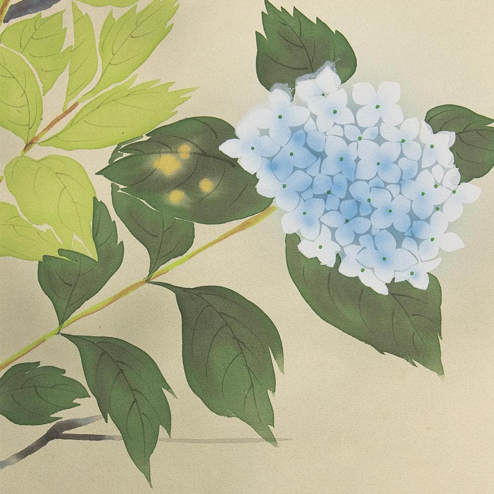 掛軸 日本画 山本錦緑「紫陽花」共箱