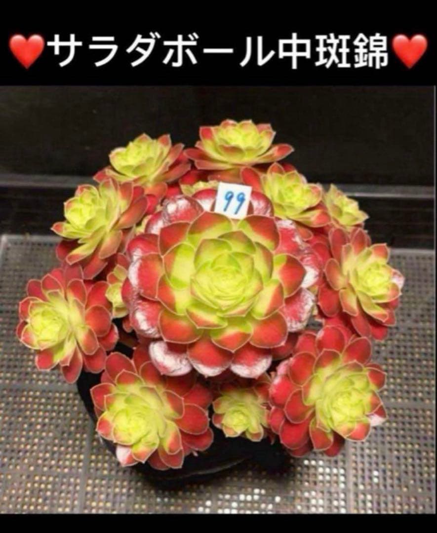 97#多肉植物アエオニウム❤️サラダボール中斑錦❤️6大頭12cm 拔き苗